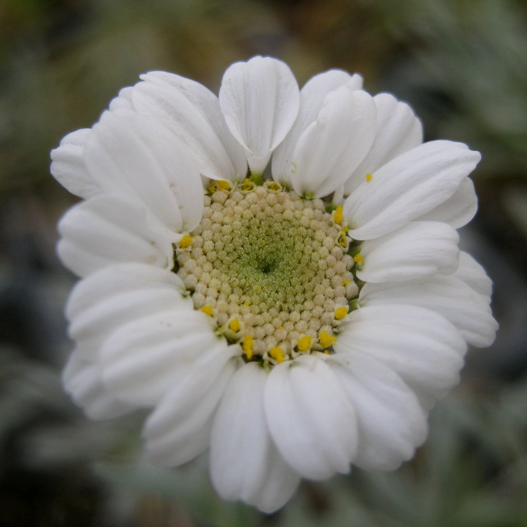 Anthemis montana